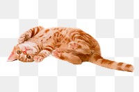 Ginger kitten png sticker illustration, transparent background. Free public domain CC0 image.