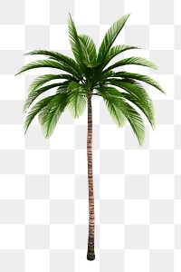 Palm tree png sticker illustration, | Free PNG - rawpixel