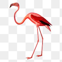 Pink flamingo png sticker illustration, transparent background. Free public domain CC0 image.