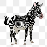 Zebra animal png sticker illustration, transparent background. Free public domain CC0 image.