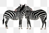 Two zebra friends png sticker illustration, transparent background. Free public domain CC0 image.