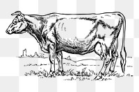 Cow png sticker vintage farm animal illustration, transparent background. 
