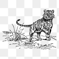 Tiger png sticker vintage wildlife illustration, transparent background. Free public domain CC0 image.