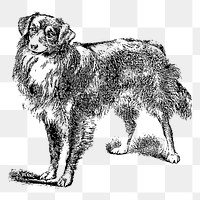 Scotch Collie dog png sticker animal illustration, transparent background. Free public domain CC0 image.