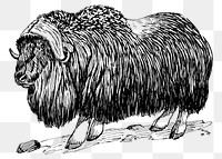 Musk ox png sticker vintage animal illustration, transparent background. Free public domain CC0 image.