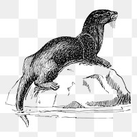 Otter png sticker vintage wildlife illustration, transparent background. Free public domain CC0 image.