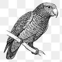 Parrot png sticker vintage bird illustration, transparent background. Free public domain CC0 image.