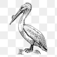 Pelican png sticker vintage bird illustration, transparent background. Free public domain CC0 image.