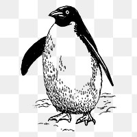 Penguin png sticker vintage bird illustration, transparent background. Free public domain CC0 image.