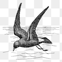 Petrel png sticker vintage bird illustration, transparent background. Free public domain CC0 image.