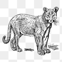 Puma png sticker vintage wild animal illustration, transparent background. Free public domain CC0 image.