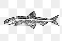 Smelt fish png sticker, sea animal illustration, transparent background. Free public domain CC0 image.