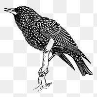 Starling bird png sticker vintage animal illustration, transparent background. Free public domain CC0 image.