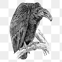 Vulture png sticker vintage bird illustration, transparent background. Free public domain CC0 image.