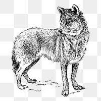 Wolf png sticker wild animal illustration, transparent background. Free public domain CC0 image.