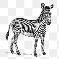 Zebra png sticker vintage animal illustration, transparent background. Free public domain CC0 image.