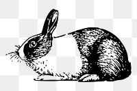 Rabbit png sticker vintage animal illustration, transparent background. Free public domain CC0 image.