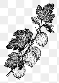 Gooseberries png sticker vintage fruit illustration, transparent background. Free public domain CC0 image.