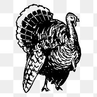 Turkey png sticker vintage bird illustration, transparent background. Free public domain CC0 image.