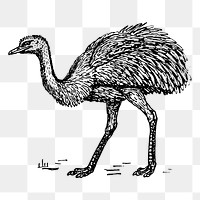Rhea bird png sticker vintage animal illustration, transparent background. Free public domain CC0 image.