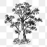 Baobab tree png sticker vintage illustration, transparent background. Free public domain CC0 image.