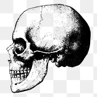 Human skull png sticker vintage Halloween illustration, transparent background. Free public domain CC0 image.