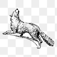 Howling fox png sticker vintage animal illustration, transparent background. Free public domain CC0 image.