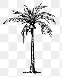 Coconut palm png tree sticker, vintage plant illustration on transparent background. Free public domain CC0 image.