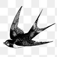 Swallow bird png sticker, vintage animal illustration on transparent background. Free public domain CC0 image.