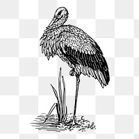 Stork bird png sticker, vintage animal illustration on transparent background. Free public domain CC0 image.