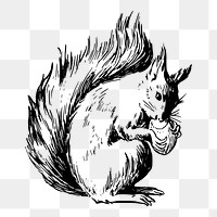 Squirrel png sticker, vintage animal illustration on transparent background. Free public domain CC0 image.