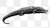Crocodile png sticker, vintage wildlife illustration on transparent background. Free public domain CC0 image.