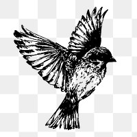 Sparrow bird png sticker, vintage animal illustration on transparent background. Free public domain CC0 image.