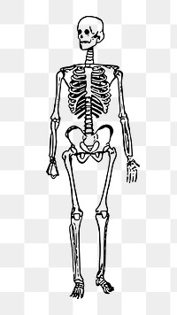 Skeleton png sticker, vintage Halloween illustration on transparent background. Free public domain CC0 image.
