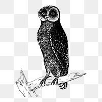 Bay owl png sticker, vintage bird illustration on transparent background. Free public domain CC0 image.