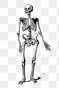 Skeleton png sticker, vintage Halloween illustration on transparent background. Free public domain CC0 image.