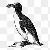 Great auk png sticker, extinct animal illustration on transparent background. Free public domain CC0 image.