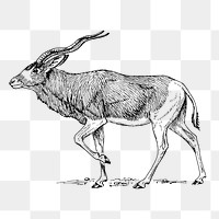 Addax antelope png sticker, vintage animal illustration on transparent background. Free public domain CC0 image.