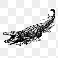 Alligator png sticker, vintage wildlife illustration on transparent background. Free public domain CC0 image.