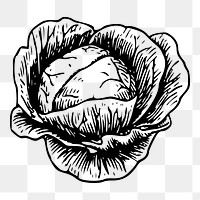 Cabbage png sticker, vintage vegetable illustration on transparent background. Free public domain CC0 image.