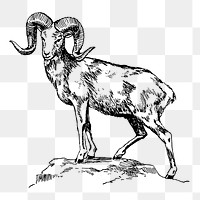 Argali png sticker, vintage wild sheep illustration on transparent background. Free public domain CC0 image.