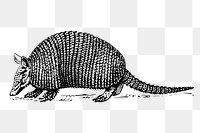 Armadillo png sticker, vintage animal illustration on transparent background. Free public domain CC0 image.