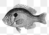 Fish png sticker, vintage sea life illustration on transparent background. Free public domain CC0 image.