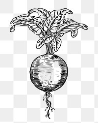 Beetroot png sticker, vintage plant illustration on transparent background. Free public domain CC0 image.