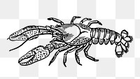 Lobster png sticker, vintage sea life illustration on transparent background. Free public domain CC0 image.