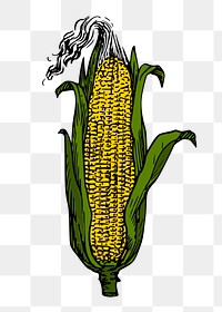 Corn png sticker, vintage vegetable illustration on transparent background. Free public domain CC0 image.