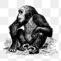 Chimpanzee png sticker, vintage animal illustration on transparent background. Free public domain CC0 image.