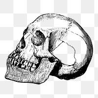 Human skull png sticker, vintage Halloween illustration on transparent background. Free public domain CC0 image.