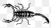 Scorpion png sticker, vintage animal illustration on transparent background. 