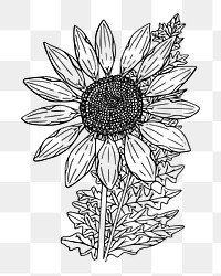 Sunflower png sticker, vintage flower | Free PNG - rawpixel